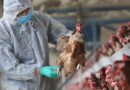 En lo que va de febrero, en la Argentina ya se reportaron cinco caso de gripe aviar