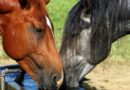 Encefalomielitis en Ramallo: aparecieron varios equinos con sintomatología