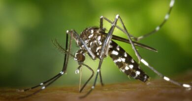 Se registraron más de 7.800 casos positivos de dengue en provincia de Buenos Aires