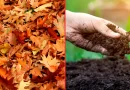 Hojas de otoño: Oro en polvo para nuestra huerta