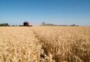 La actividad agropecuaria creció 8,8% en mayo y recuperó parte de la caída de abril