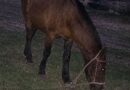 Recuperaron un caballo robado en un campo de San Nicolás e identificaron a un imputado de Villa Ramallo