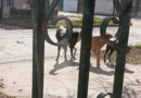 Enojo de vecinos de Villa Ramallo por una jauría de perros que genera problemas en la vía pública