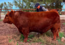 Récord para un toro Angus: $300 millones por el 50%, con Campos y Ganados como consignataria