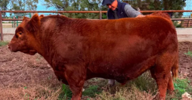 Récord para un toro Angus: $300 millones por el 50%, con Campos y Ganados como consignataria