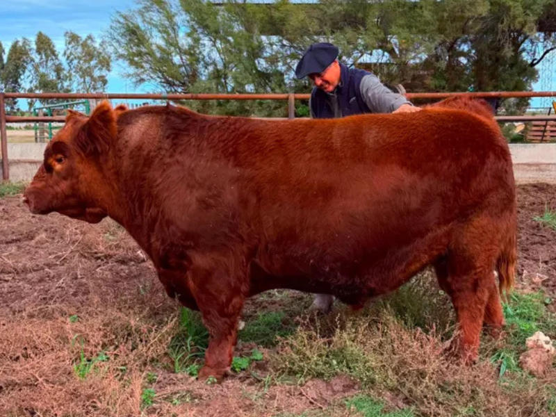 Récord para un toro Angus: $300 millones por el 50%, con Campos y Ganados como consignataria
