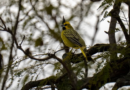 Fotografiaron en Villa Ramallo a un cardenal amarillo, una especie en peligro de extinción