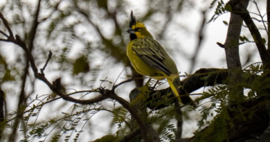 Fotografiaron en Villa Ramallo a un cardenal amarillo, una especie en peligro de extinción
