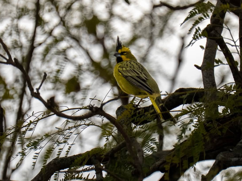 Fotografiaron en Villa Ramallo a un cardenal amarillo, una especie en peligro de extinción