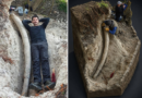 Descubren en San Pedro la defensa de mastodonte más larga de Sudamérica