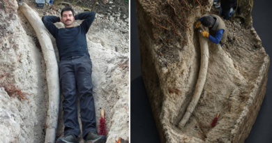 Descubren en San Pedro la defensa de mastodonte más larga de Sudamérica