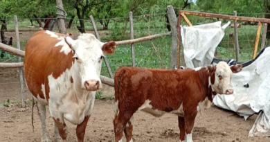 Creciente del Paraná: confían en que se podrá sacar toda la hacienda de las islas