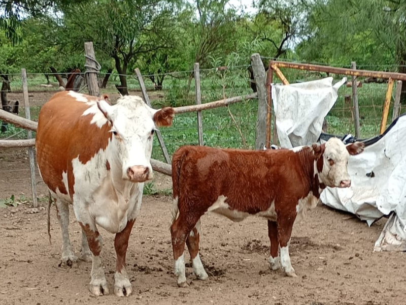 Creciente del Paraná: confían en que se podrá sacar toda la hacienda de las islas