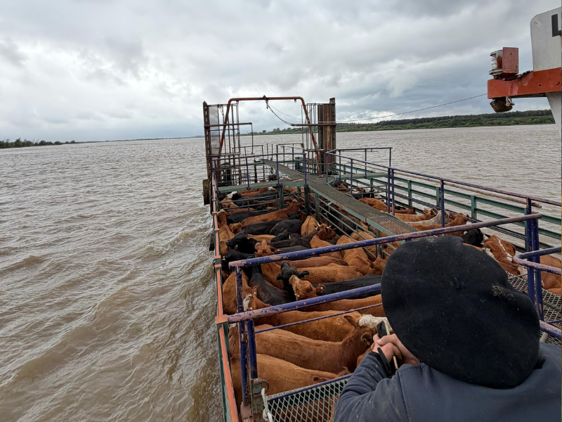 Trabajan a contrarreloj para sacar la hacienda de las islas por la creciente